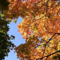 Про осень, небо и краски :: Татьяна Ломтева