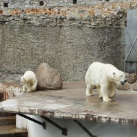 Живой символ Ленинградского зоопарка –  белый медведь :: Елена Павлова (Смолова)