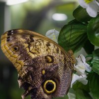 Бабочка Калиго :: Софья Оганова