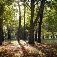 Осень в парке :: Денис Масленников