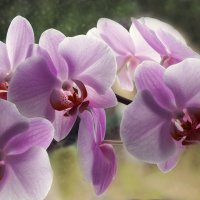Орхидея фаленопсис :: Ирина Приходько