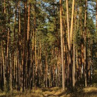 Осенний лес! :: Наташа Шамаева