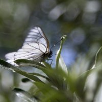 Бабочки :: Надежда Прохорова
