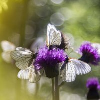 Бабочки :: Надежда Прохорова
