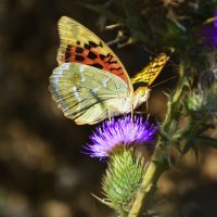 Большая бабочка :: Нелли Солодовникова 