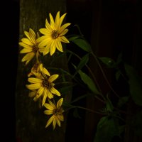 Ночные цветы :: Маруся Маруся