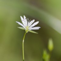 Звездчатка :: Марина Назарова