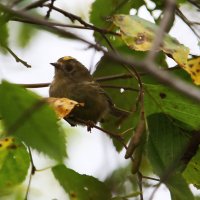 королёк :: андрей 