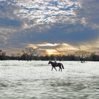 Лошадь на снегу :: Евгений Дубовцев