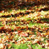 На ковре из желтых листьев... :: Татьяна Богачева