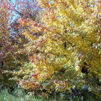 Разноцветная осень :: alemigun 