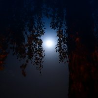 moonlight :: Zinovi Seniak