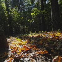 Осенний лес :: Ламия Балыбердина