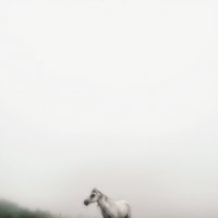 Лошадь в облаках :: Наталья Золотарева