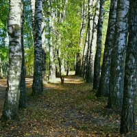 Березовая аллея :: Милешкин Владимир Алексеевич 