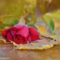 Осенняя роза :: galina tihonova