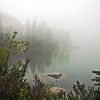 Foggy morning :: Roman Ilnytskyi