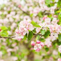 Яблони цветут :: Asinka Photography