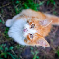 Если ваш кот утром загадочно улыбается, тапочки лучше не надевать :: Андрей Куприянов