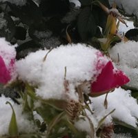 Розы под снегом :: Наталья Тимофеева