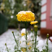 "Во дворе у дома замерзаю я.Отогрейте,люди,вы скорей меня..." :: Александр Попов