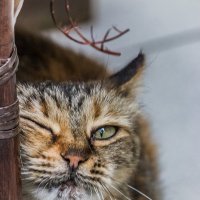Коктебельская кошка - охотница на колбасу :: Николай Ефремов