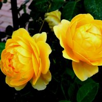Желтые розы :: Милешкин Владимир Алексеевич 