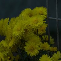 осенние цветы :: Алексей -