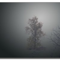 В густом тумане... :: Nina Streapan