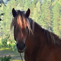 Horse portrait. :: Николай Воробьёв 