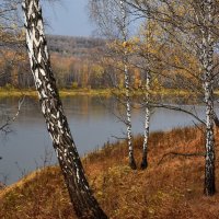 Осень у реки :: Нина Штейнбреннер