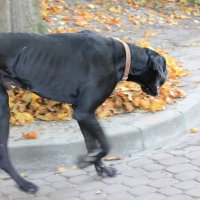 Собака - 10. :: Руслан Грицунь