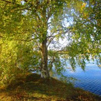 осень в питере :: Людмила Жердева