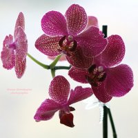 Орхидея :: Маргарита 