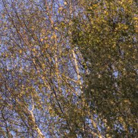 Осенняя листва :: Aнна Зарубина