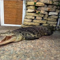 Нильский крокодил :: Вера 