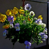 цветы :: Jelena Afanasenko