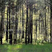 Весенний лес :: Евгений Дубовцев