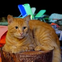 Просто рыжий греческий кот :: Jelena Afanasenko