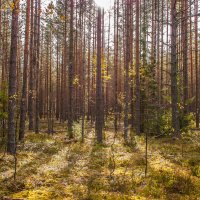 В лесу :: Михаил Вандич