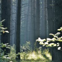 Лесов таинственная сень. :: Legeboka 