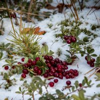 ягода на снегу... :: Сергей 