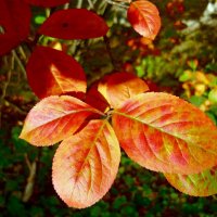 Осенние листья :: Вера Щукина