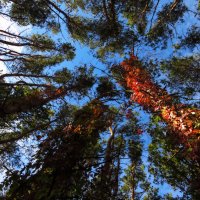 осень в лесу :: Василий Алехин