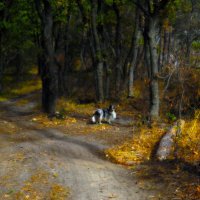 осень в лесу :: Василий Алехин