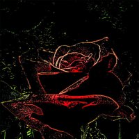 Таинственная роза :: Нина Корешкова