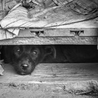 Из жизни бездомных собак... :: олег 
