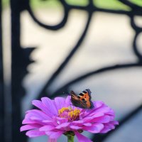 бабочка и цветок :: Виктор Филиппов