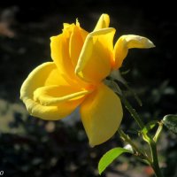 Жёлтая роза октября :: Нина Бутко