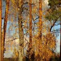 Осень... :: Валентина. .